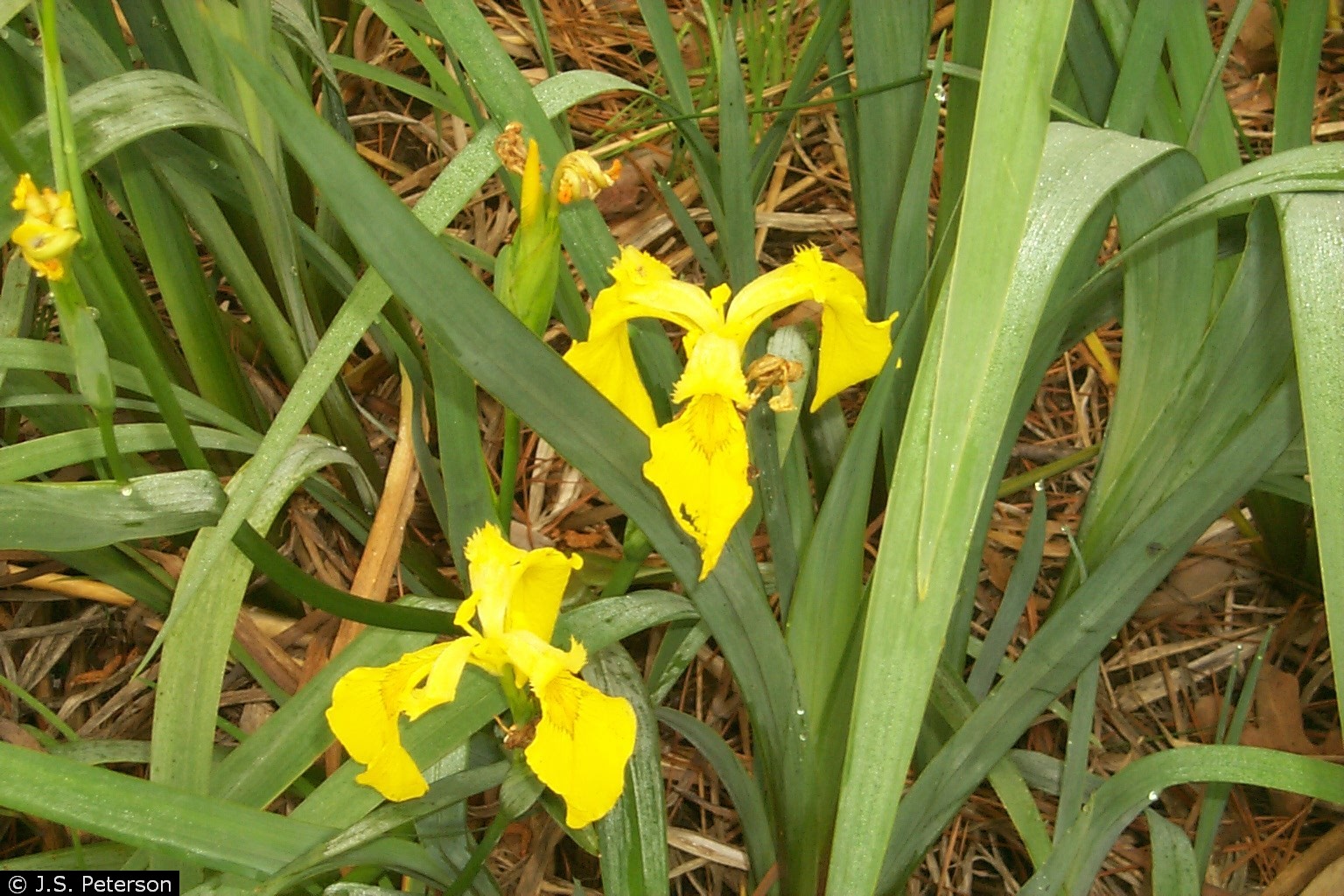 Yellow Flag Iris has recently been discovered in several locations on the S...